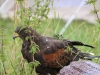 IMG_2860_zps7wamqgjl.jpg