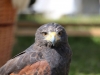 IMG_3490_zpszto5bazm.jpg