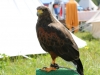 IMG_3502_zpsrilkeg4q.jpg